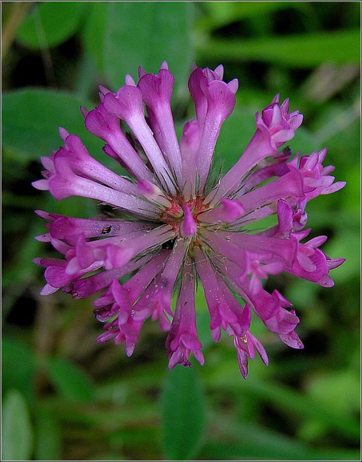Bugtet Kløver (Trifolium medium)