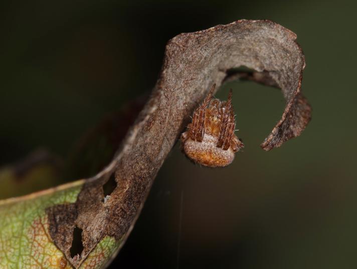 Araneus triguttatus (Araneus triguttatus)