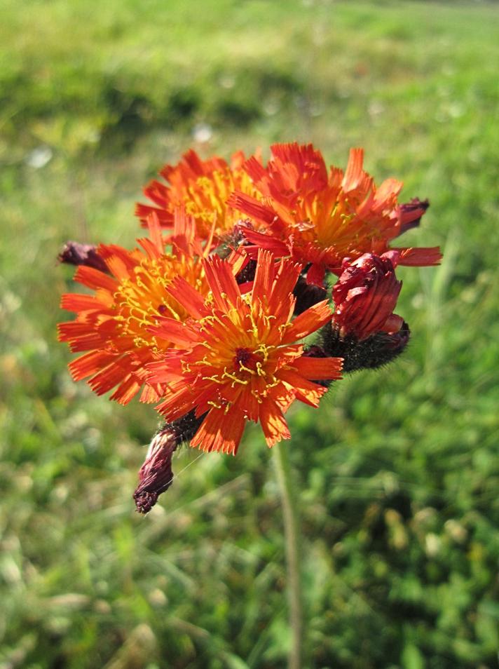 Pomerans-Høgeurt (Pilosella aurantiaca ssp. aurantiaca)