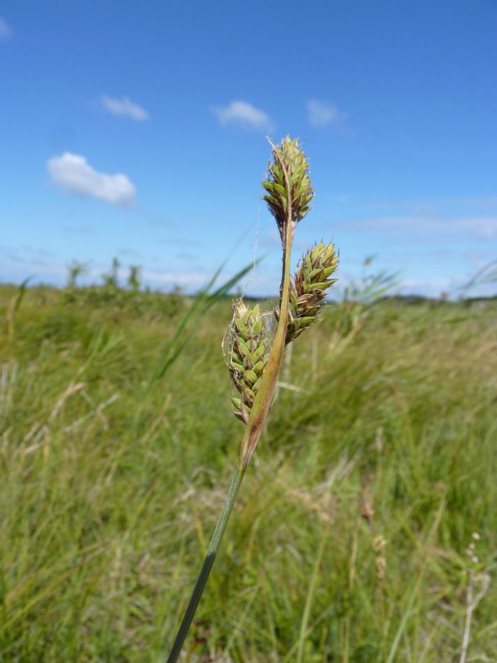 Kølle-Star (Carex buxbaumii)