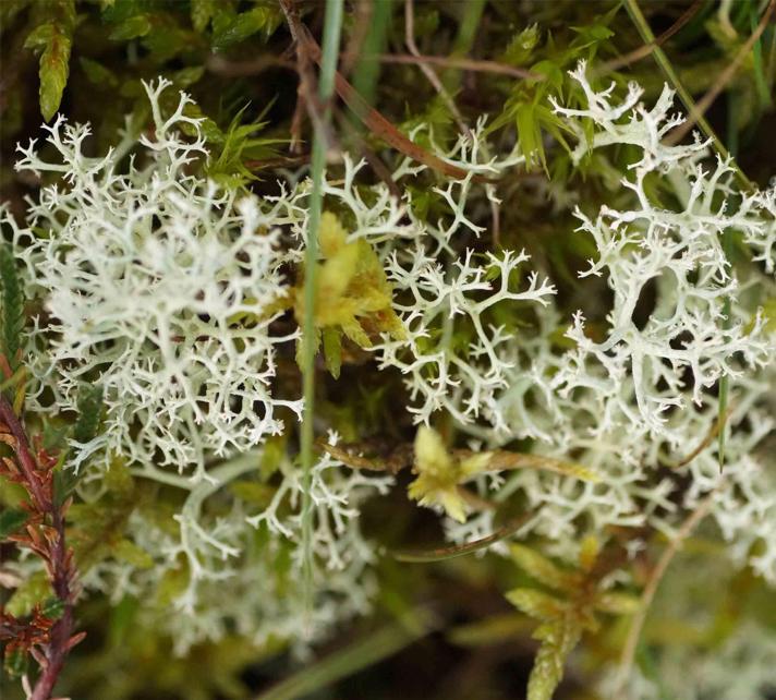 Hede-Rensdyrlav (Cladonia portentosa)