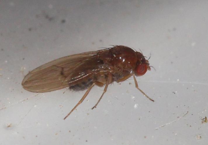 Drosophila limbata (Drosophila limbata)
