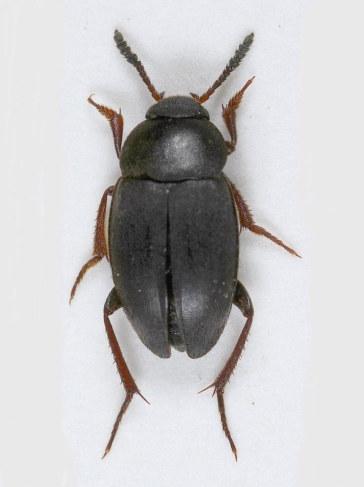 Catops chrysomeloides