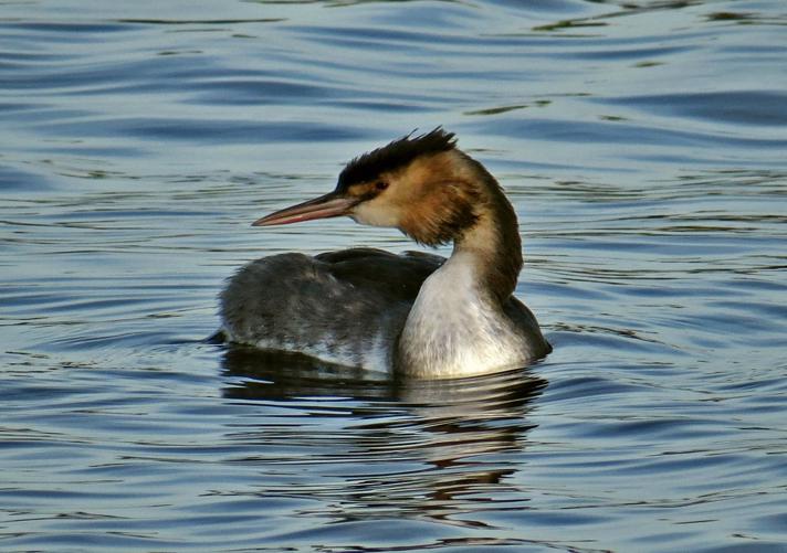 Toppet Lappedykker Observation Nb 1132474 Naturbasen