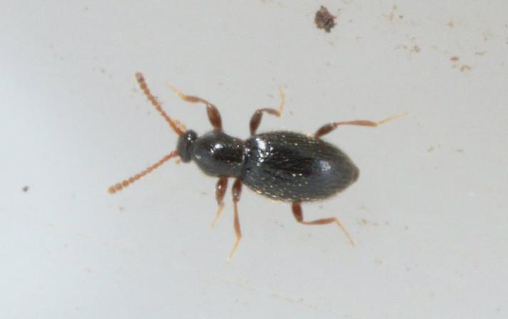 Scydmaenidae ubest. (Scydmaenidae indet.)