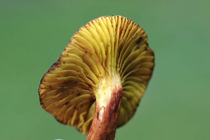 Lamelrørhat (Phylloporus pelletieri)