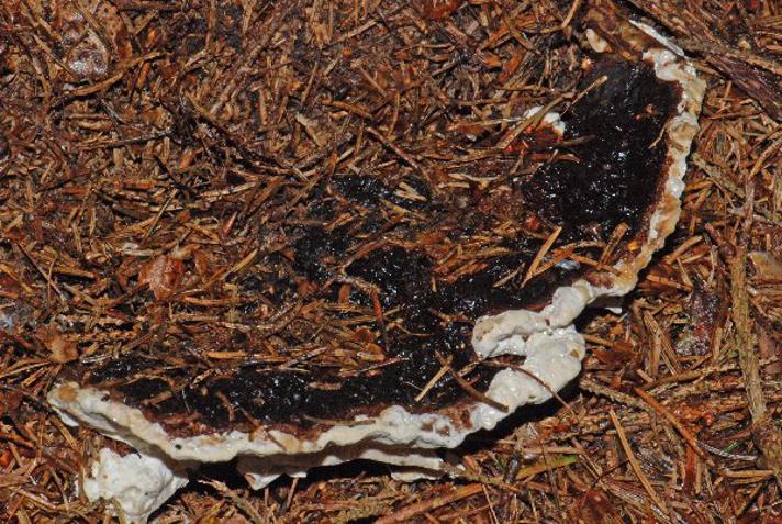Rodfordærver (Heterobasidion annosum)