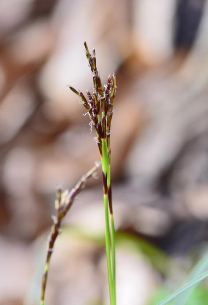 Finger-Star (Carex digitata)