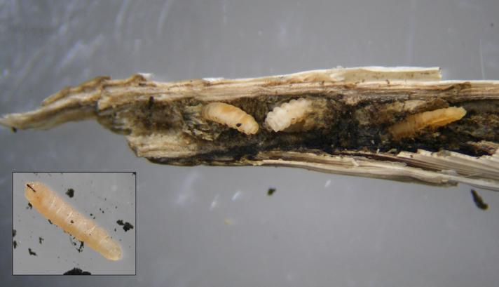 Lasioptera arundinis (Lasioptera arundinis)