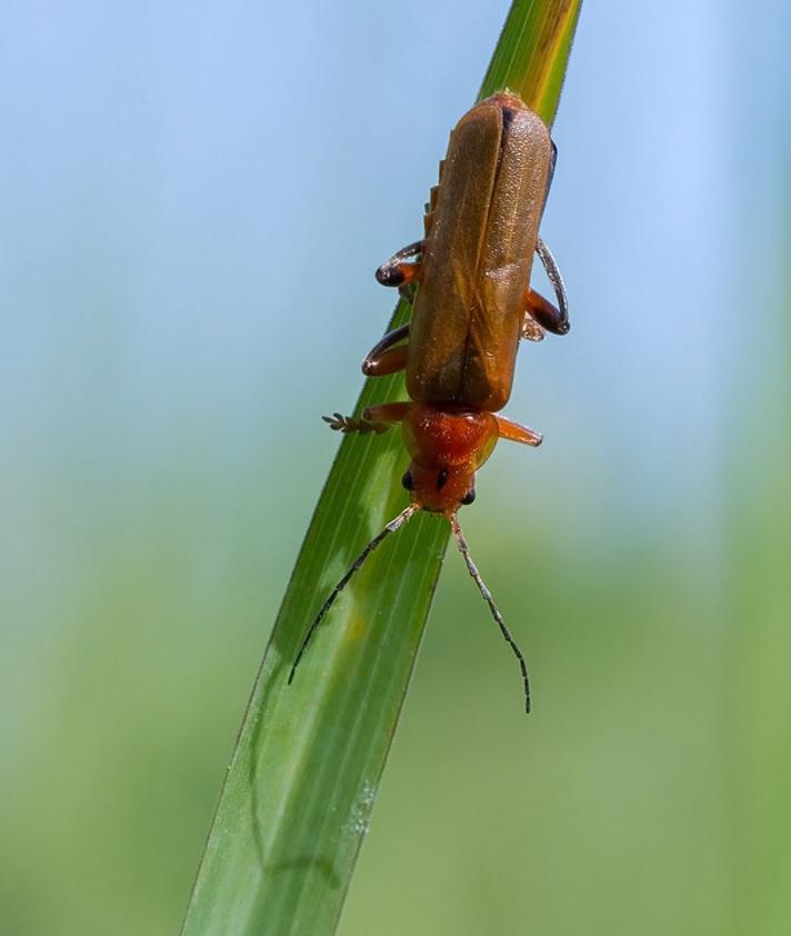 Fotograf: Knud Ellegaard