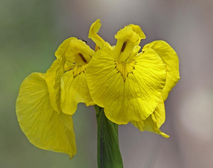 Gul Iris (Iris pseudacorus)