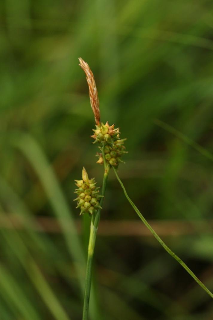 Dværg-Star (Carex oederi var. oederi)