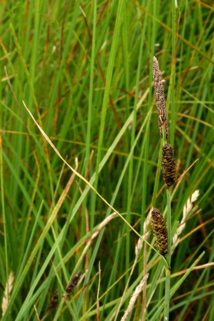 Almindelig Star (Carex nigra var. nigra)