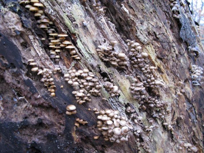 Vinter-Huesvamp (Mycena tintinnabulum)