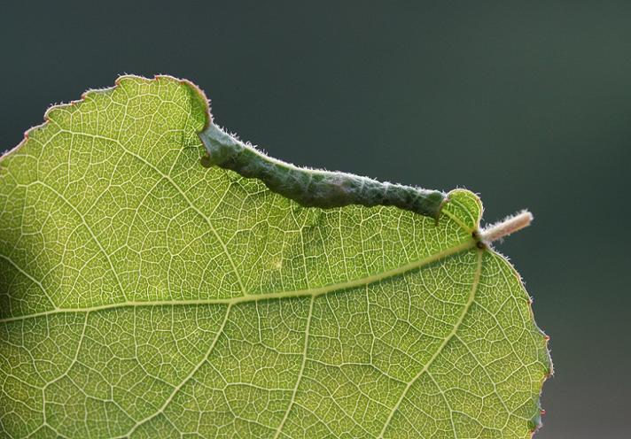 Fotograf: Simon Haarder