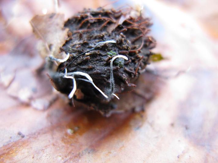 Bogskål-Stødsvamp (Xylaria carpophila)