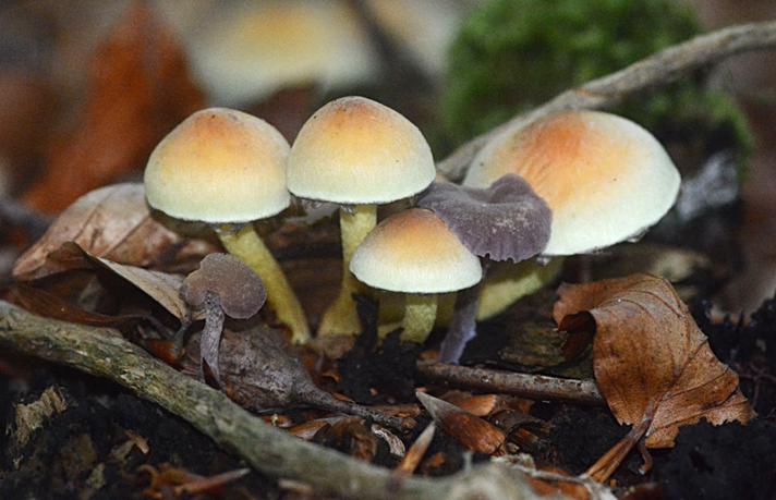 Knippe-Svovlhat (Hypholoma fasciculare)
