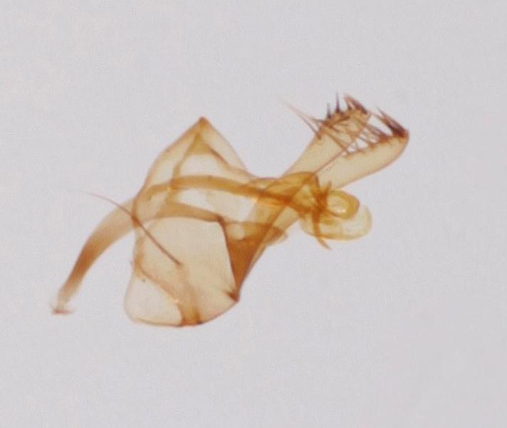 Chymomyza fuscimana