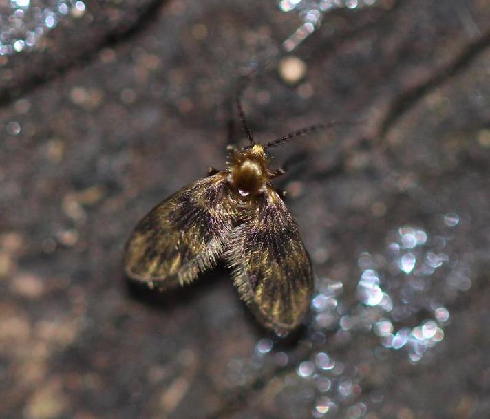 Trichomyia urbica (Trichomyia urbica)