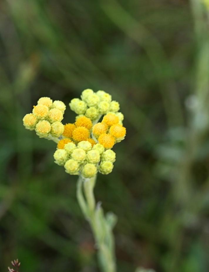 Gul Evighedsblomst (Helichrysum arenarium)