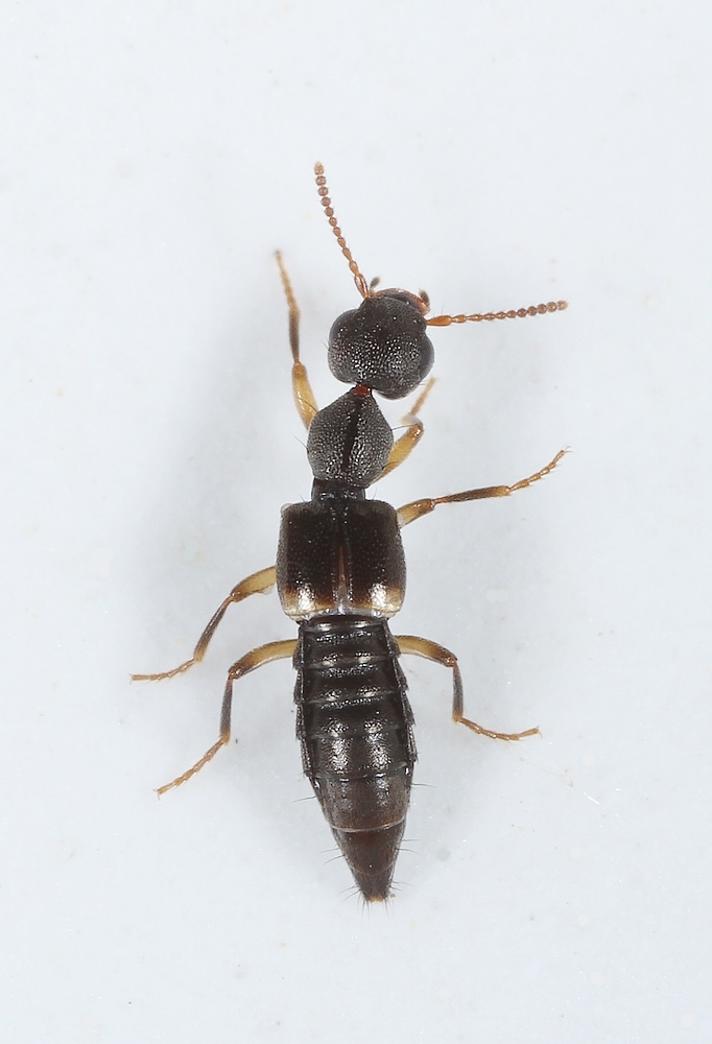 Rugilus orbiculatus (Rugilus orbiculatus)