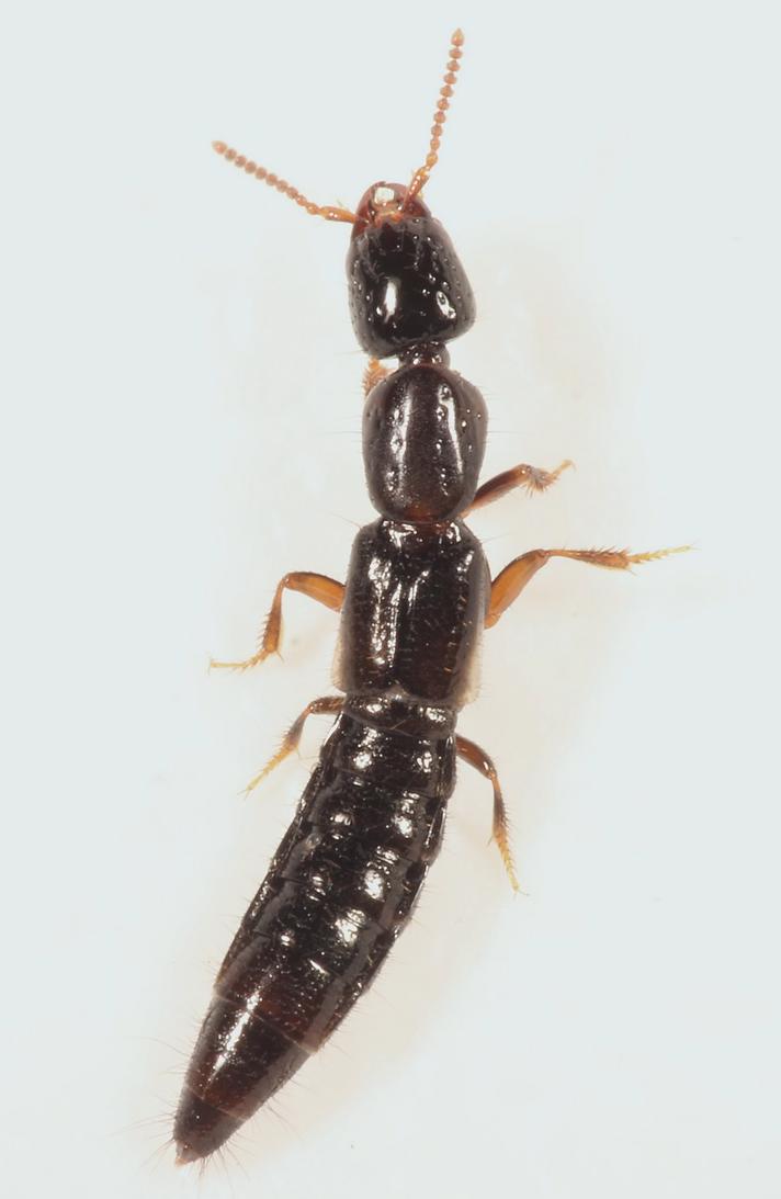 Phacophallus parumpunctatus