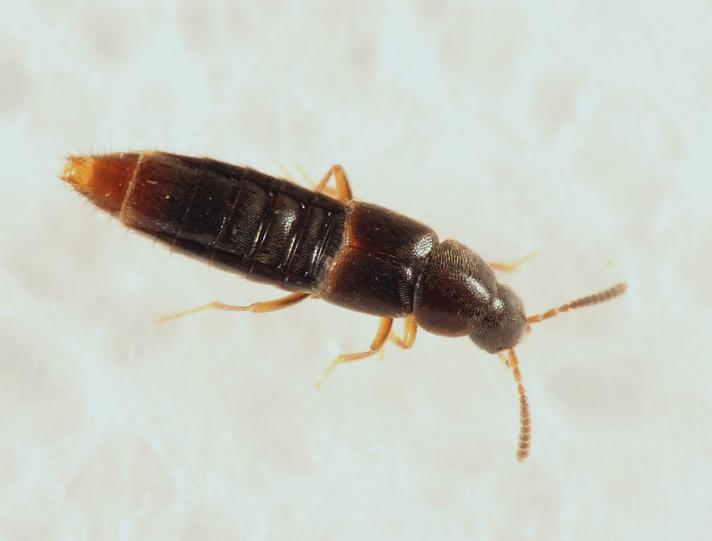 Oxypoda haemorrhoa (Oxypoda haemorrhoa)