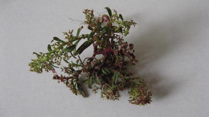 Chenopodium aristatum (Chenopodium aristatum)