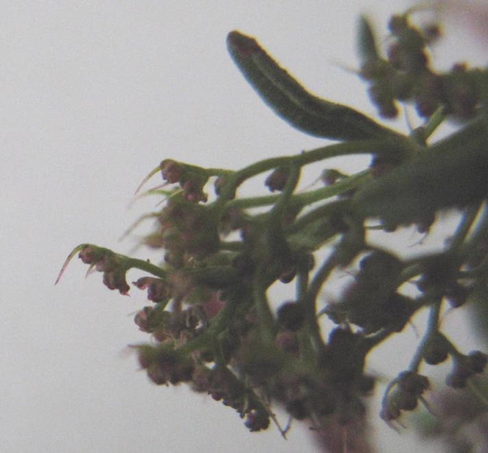 Chenopodium aristatum (Chenopodium aristatum)