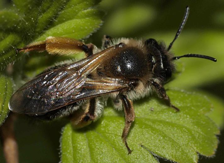 Lønjordbi (Andrena tibialis)