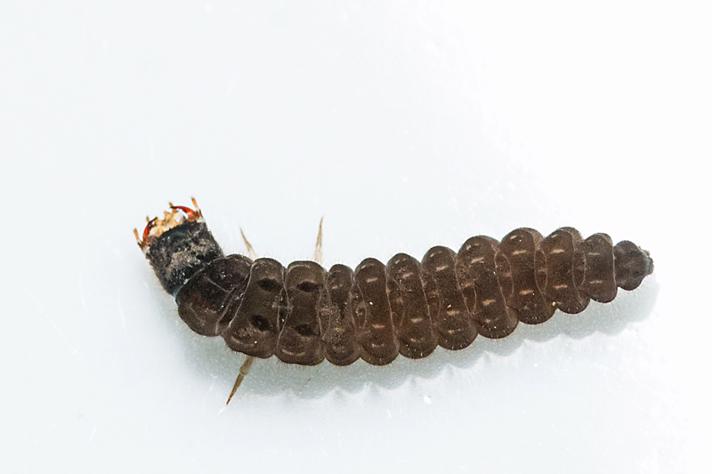 Sneorm (Cantharis sp. (larvae))