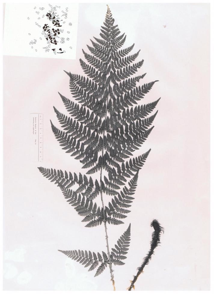 Dryopteris carthusiana x dilatata