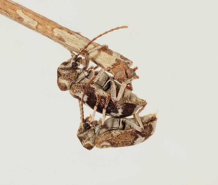Hvidbroget Borebille (Ptinomorphus imperialis)