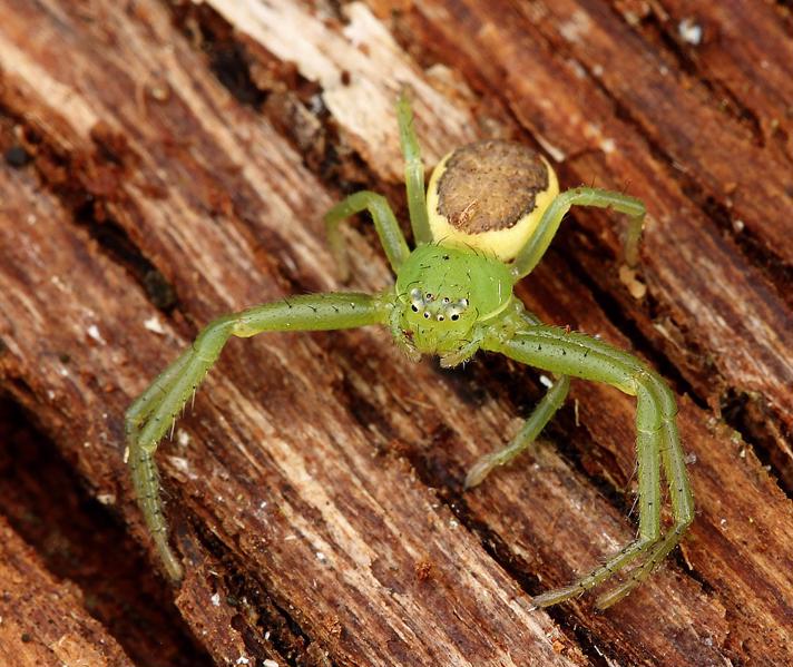 Grøn Krabbeedderkop