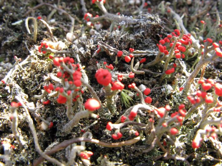 Lakrød Bægerlav (Cladonia floerkeana)