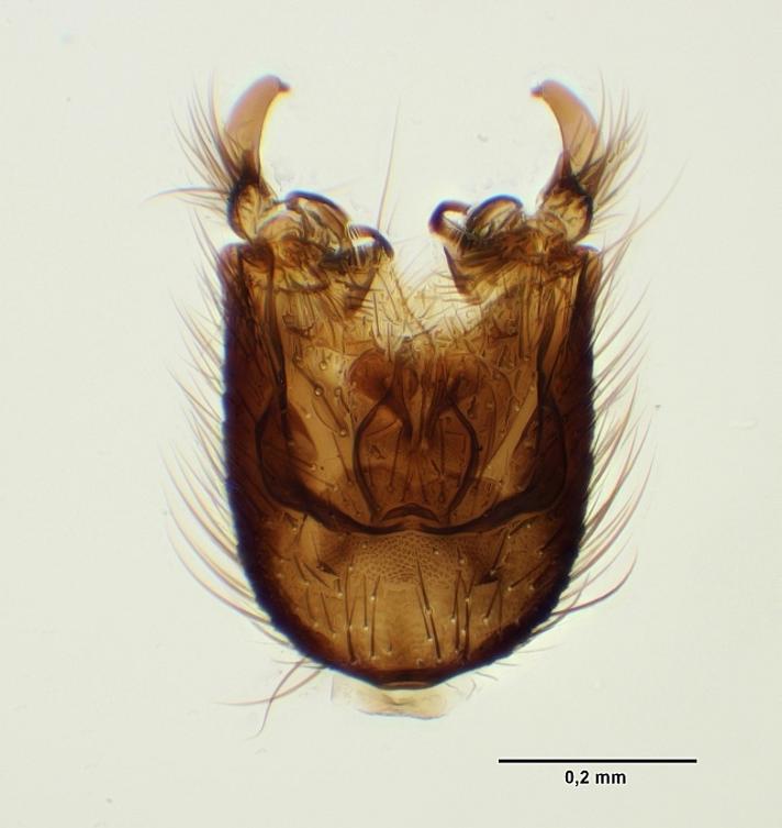 Phronia humeralis