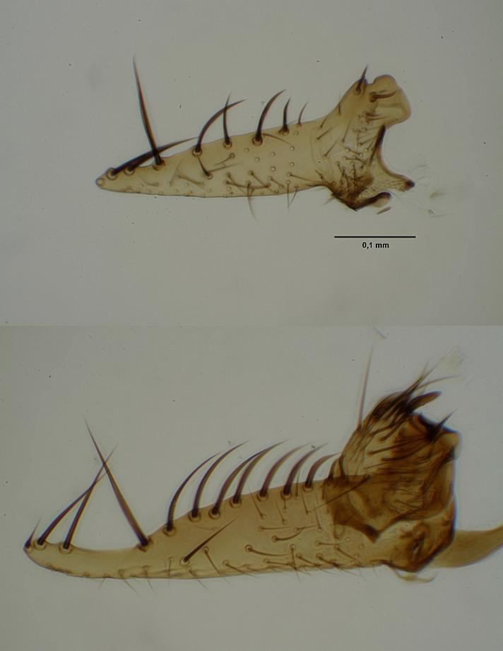 Mycetophila ichneumonea