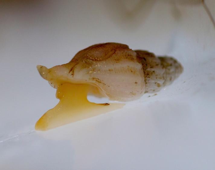 Skarpkølet Pilsnegl (Oenopota turricola)