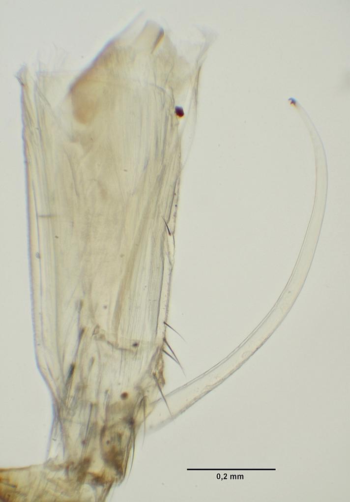 Mycomya marginata (Mycomya marginata)