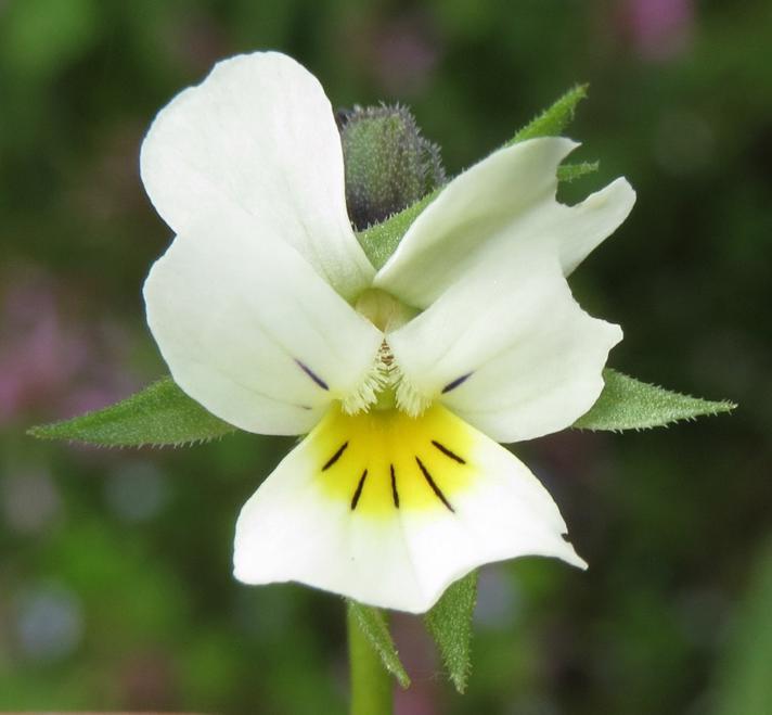 Ager-Stedmoderblomst (Viola arvensis)