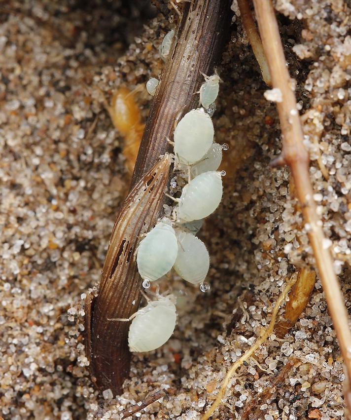 Myretuebladlus (Forda formicaria)