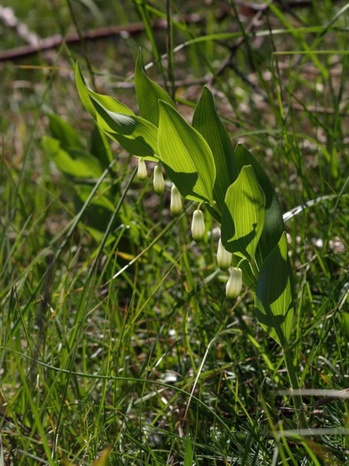 Kantet Konval (Polygonatum odoratum)