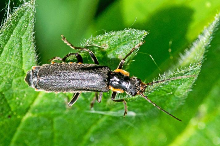 Cantharis obscura (Cantharis obscura)