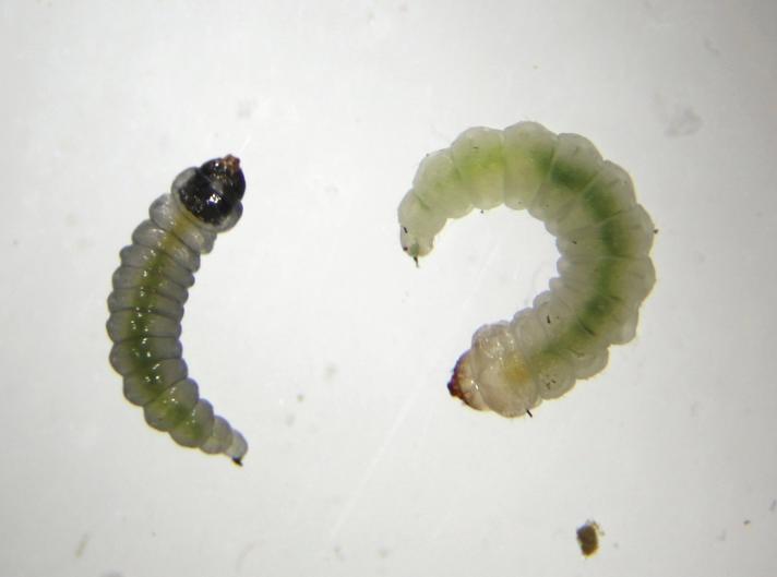 Birkeminérmøl (Eriocrania semipurpurella)