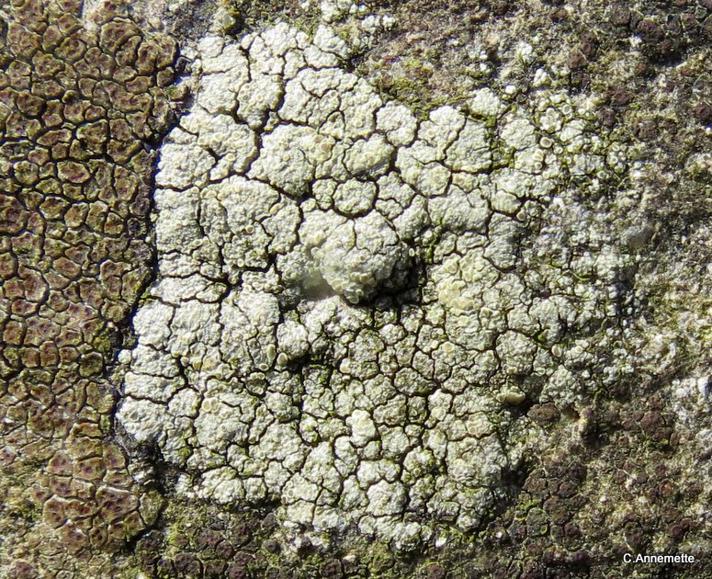 Bleggrøn Kantskivelav (Lecanora polytropa)
