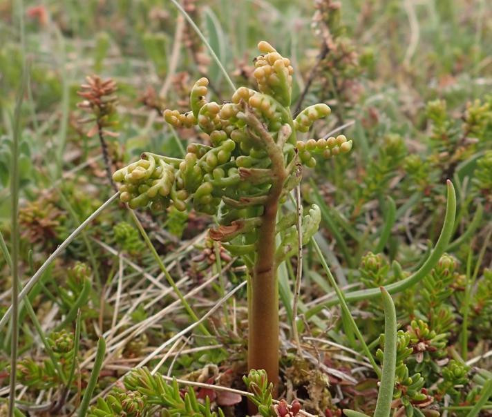 Kamillebladet Månerude (Botrychium matricariifolium)