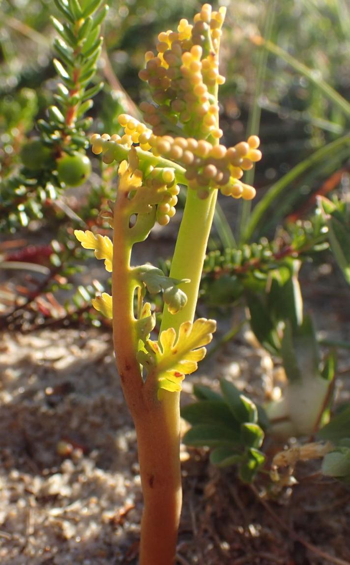 Kamillebladet Månerude (Botrychium matricariifolium)