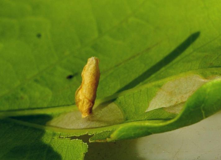 Coleophora flavipennella (Coleophora flavipennella)