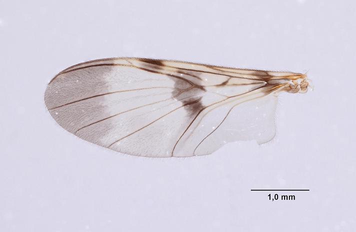 Macrocera phalerata