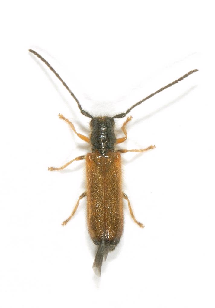 Dværgbuk (Tetrops praeustus)